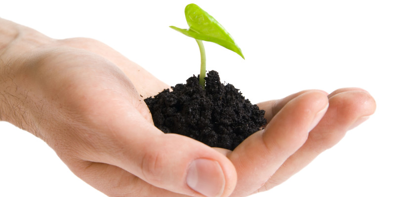 Green plant in hands isolated on white